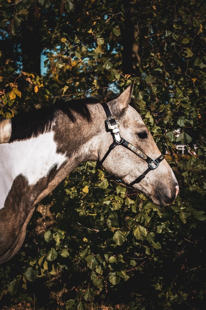 Super leuke 4 jarige ruin, Dieren en Toebehoren, Pony's, Ruin, Zadelmak, 3 tot 6 jaar, Recreatiepony