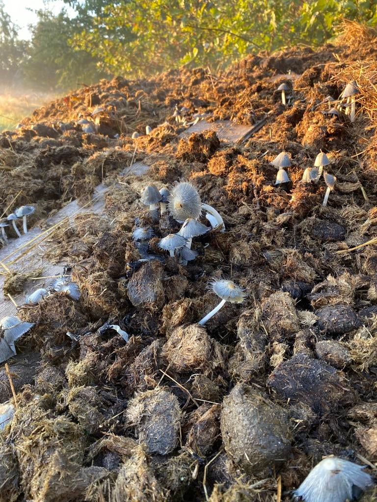 Gratis Paardenmest voor tuin, compost, rozen.GOED BEREIKBAAR, Ophalen, Mest