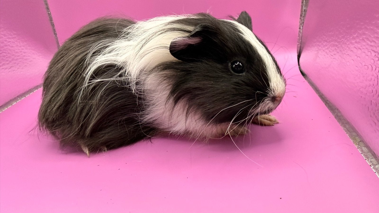 Cavia Shelty Zwart en wit zeug, Cavia, Augustus, Mannelijk, Tam