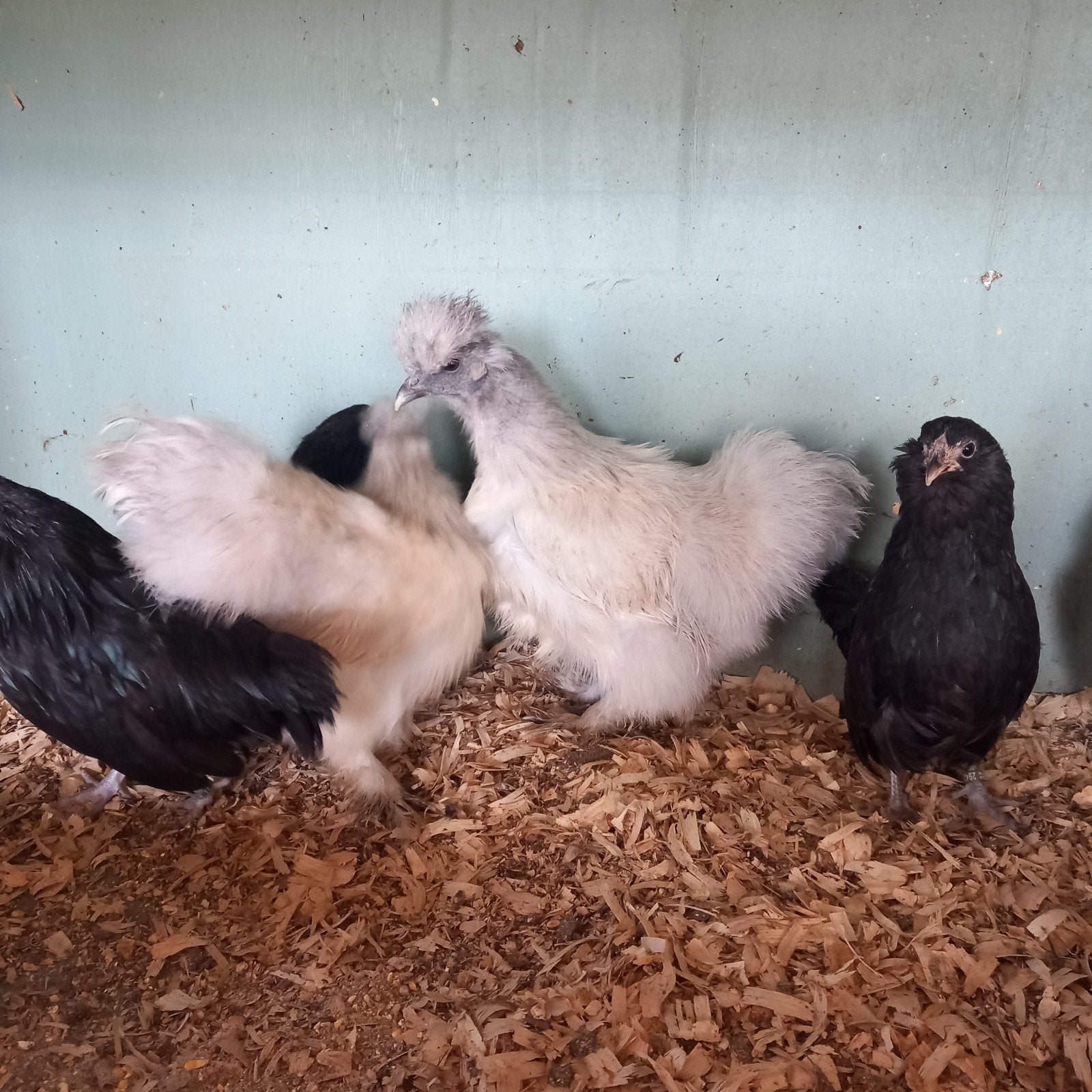 zijdehoenkriel, Dieren en Toebehoren, Vrouwelijk, Kip