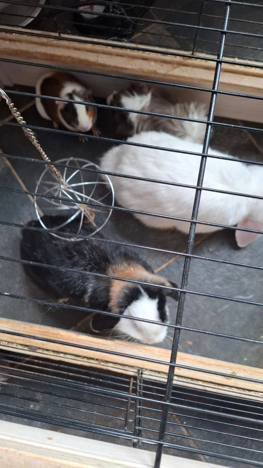 Konijnen en cavia's, Dieren en Toebehoren, Knaagdieren, Maart, Meerdere dieren, Cavia