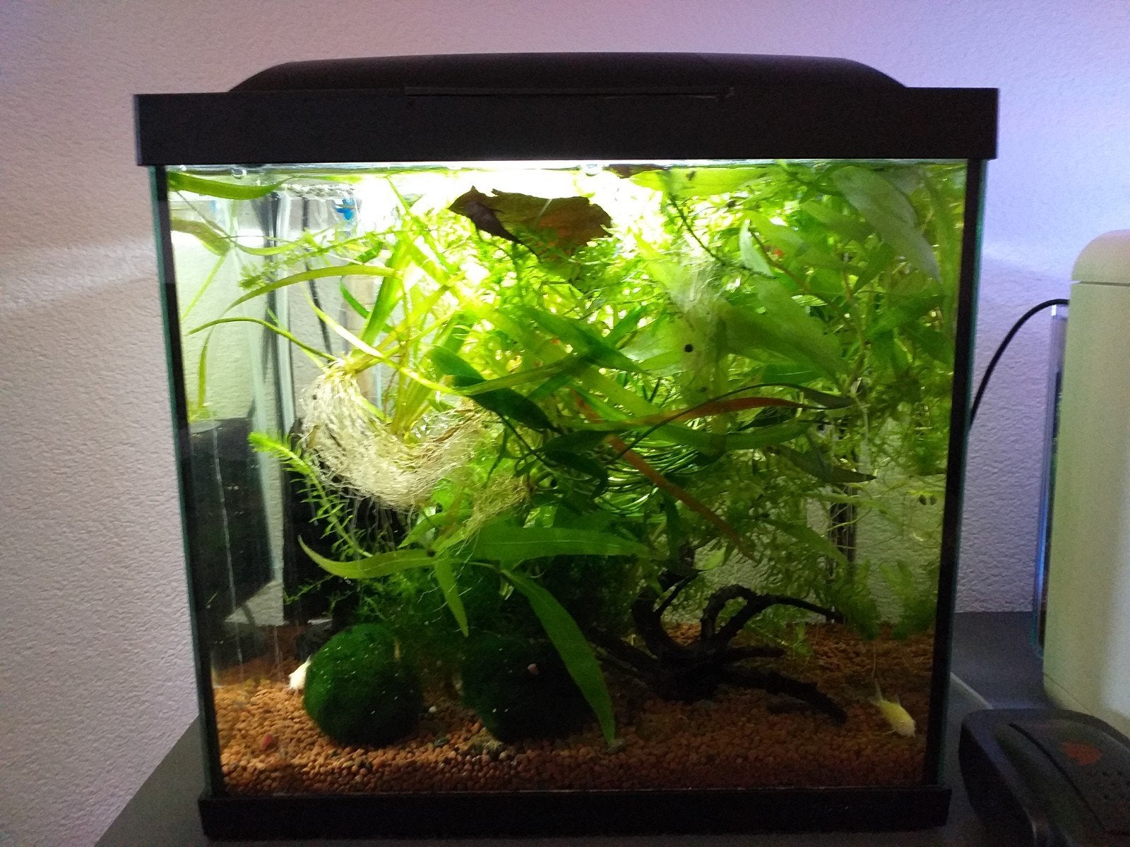 perfect draaiend aquarium kompakt met garnalen wildkleur, Dieren en Toebehoren, Ophalen of Verzenden