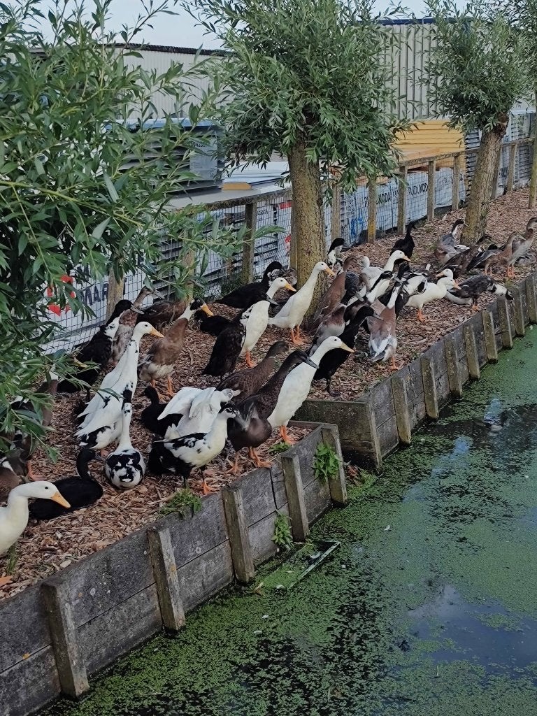 Indische loopeenden | Groot aanbod in verschillende kleuren