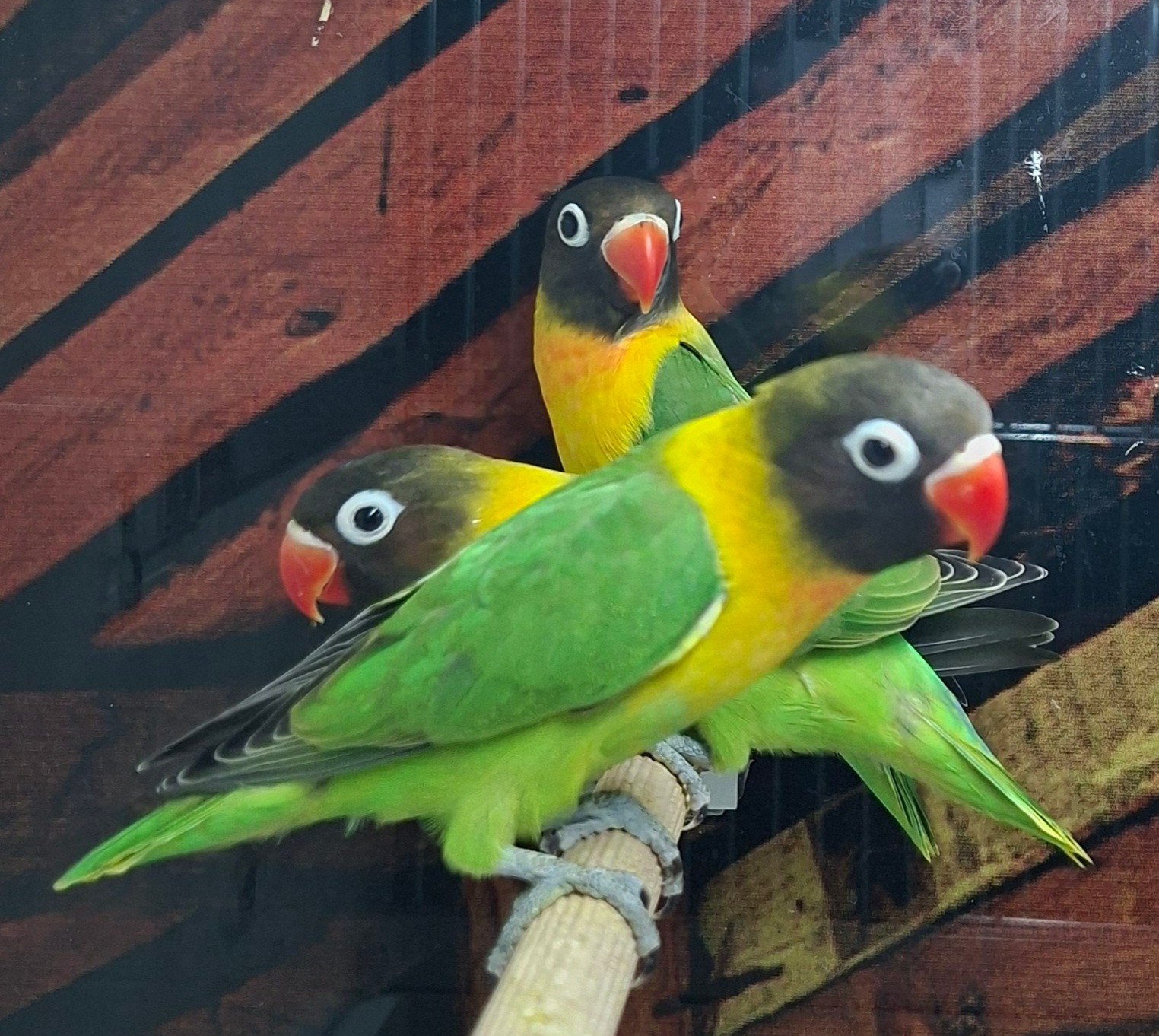 Agapornis Personata - 4 stuks, Dieren en Toebehoren, Vogels | Parkieten en Papegaaien, Geslacht onbekend, Dwergpapegaai of Agapornis