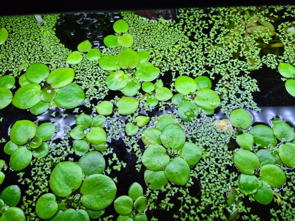 Amazone kikkerbeet aquarium plantjes, Dieren en Toebehoren, Vissen | Aquaria en Toebehoren, Ophalen, Plant(en), Steen of Hout