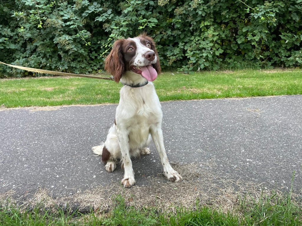 jonge springer spaniel, Dieren en Toebehoren, Honden | Dekreuen, Reu, Particulier, Eén hond, Nederland, 15 weken tot 1 jaar, CDV (hondenziekte)