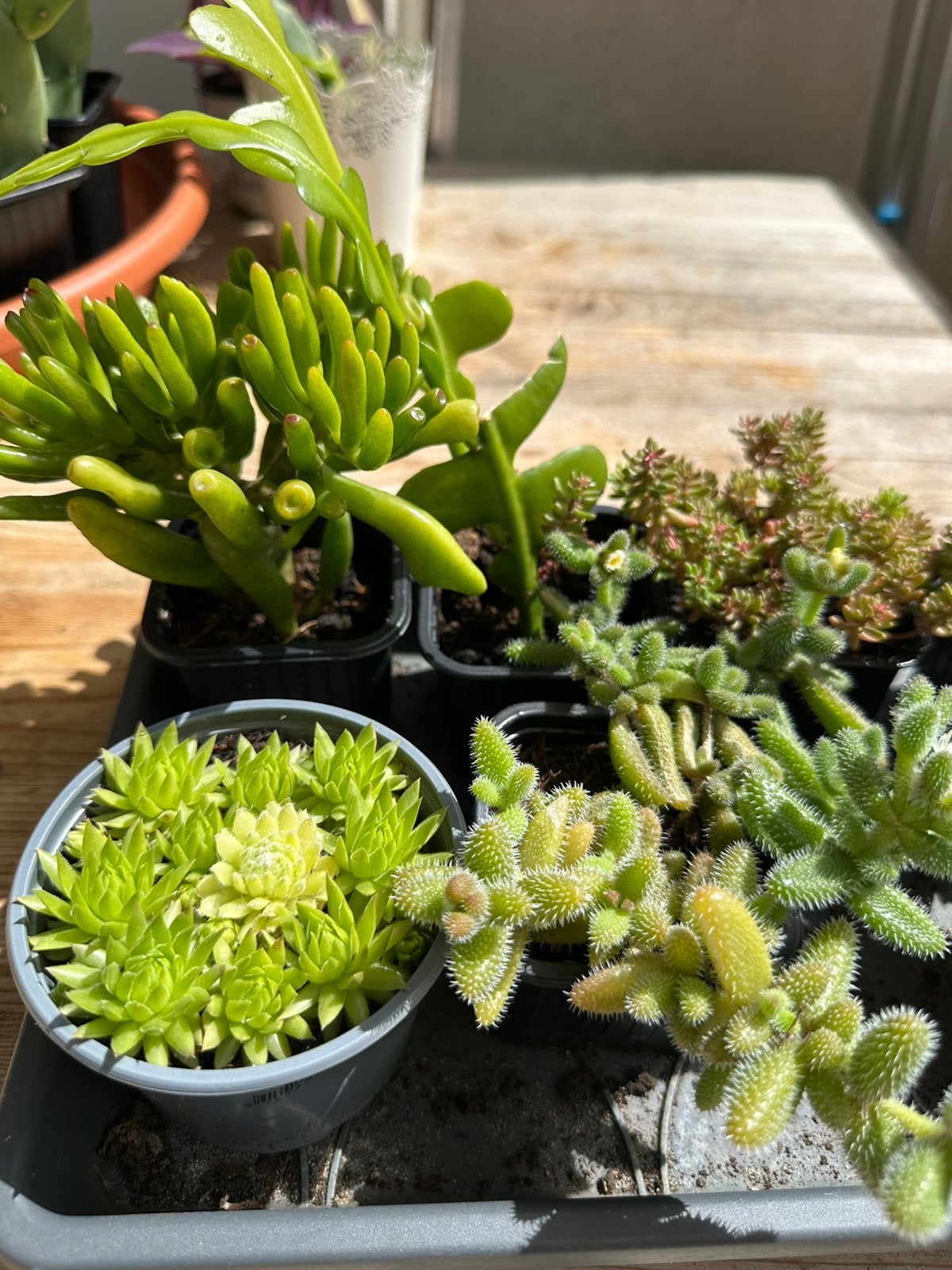 Cute plants kamerplants, Tuin en Terras, Planten | Tuinplanten, Ophalen, Overige soorten, Volle zon