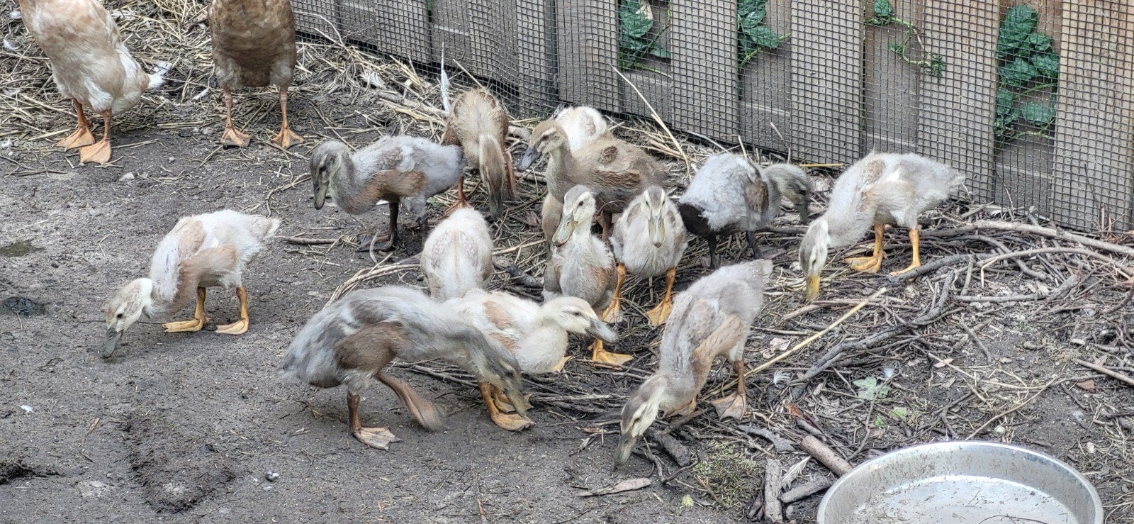 Loopeenden  van 1 augustus, Dieren en Toebehoren, Meerdere dieren, Eend