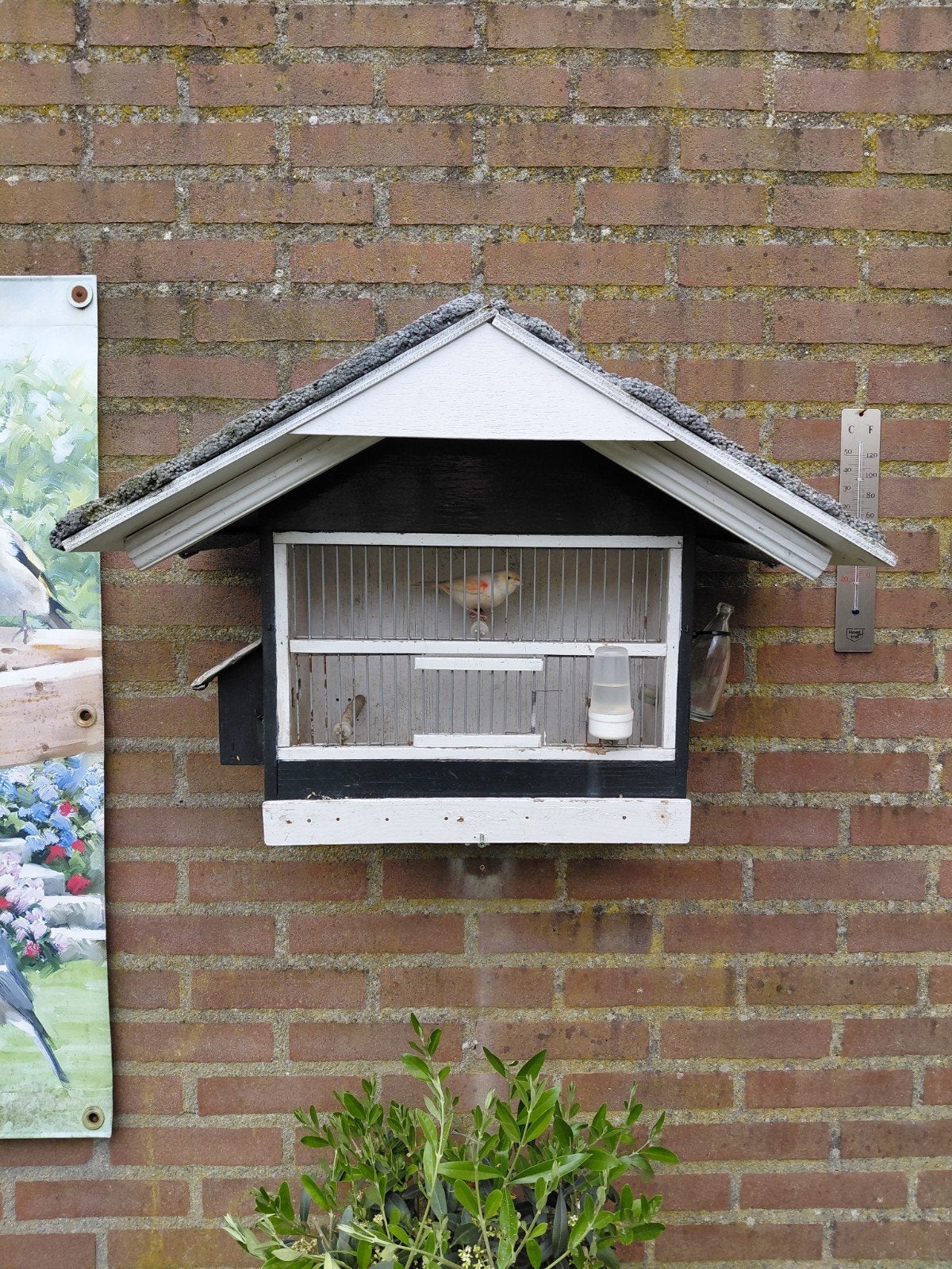 Te koop kanariepop met kooi, Vrouwelijk