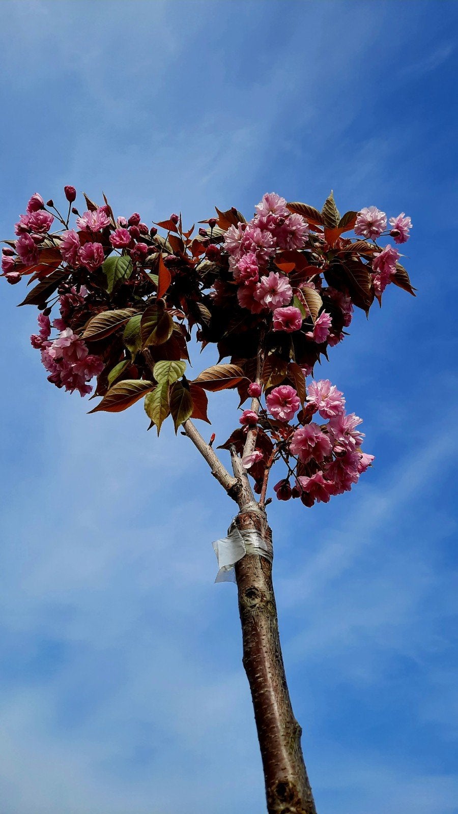Prunus serrulata 'Kanzan' ️☘️🌸 (Sierkers), Ophalen, Lente, Volle zon, Overige soorten
