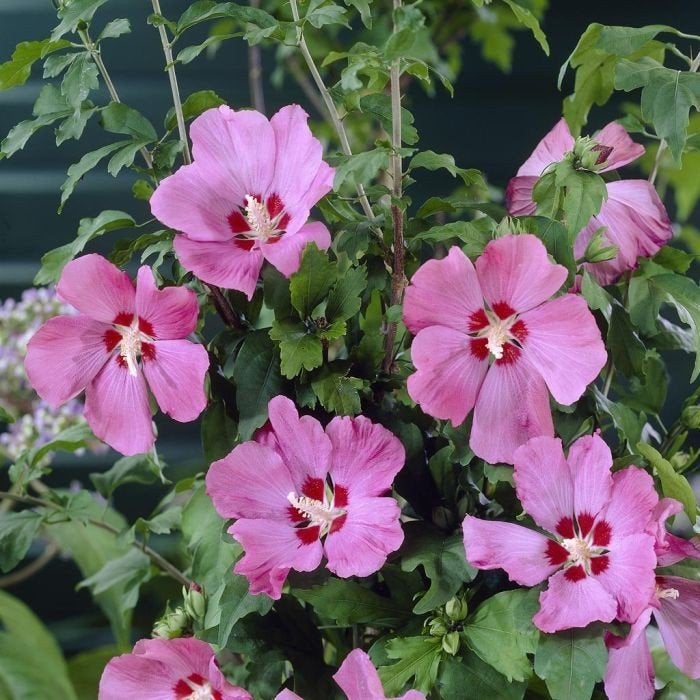 hibiscus zaadjes, Ophalen of Verzenden, Voorjaar, Volle zon, Zaad