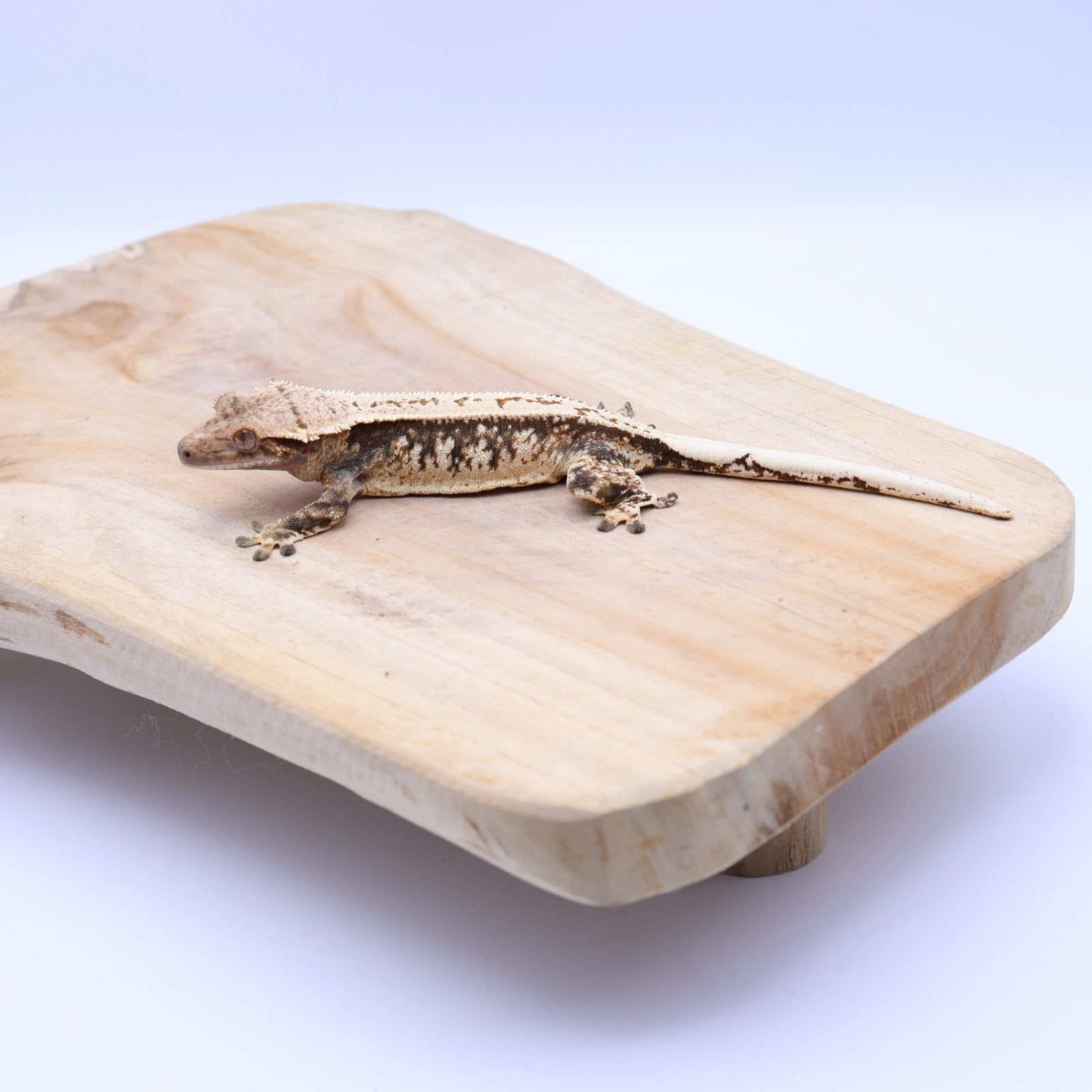 Correlophus ciliatus wimpergekko JOKERGECKOS 12, Dieren en Toebehoren, Hagedis, 0 tot 2 jaar