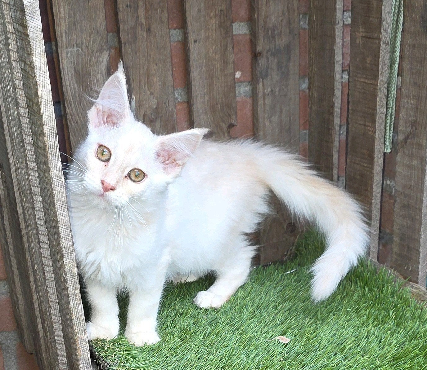 Nog 1 maine coon poesje zonder stamboom mag verhuizen, Poes, Gechipt, 0 tot 2 jaar