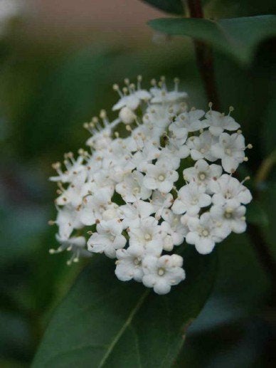 HEESTER Viburnum tinus Sneeuwbal winterbloei wintergroen, Overige soorten, Vaste plant, Ophalen of Verzenden, Halfschaduw