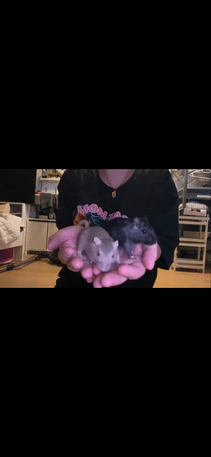 Gerbils, Vrouwelijk, Overige typen, Tam, September