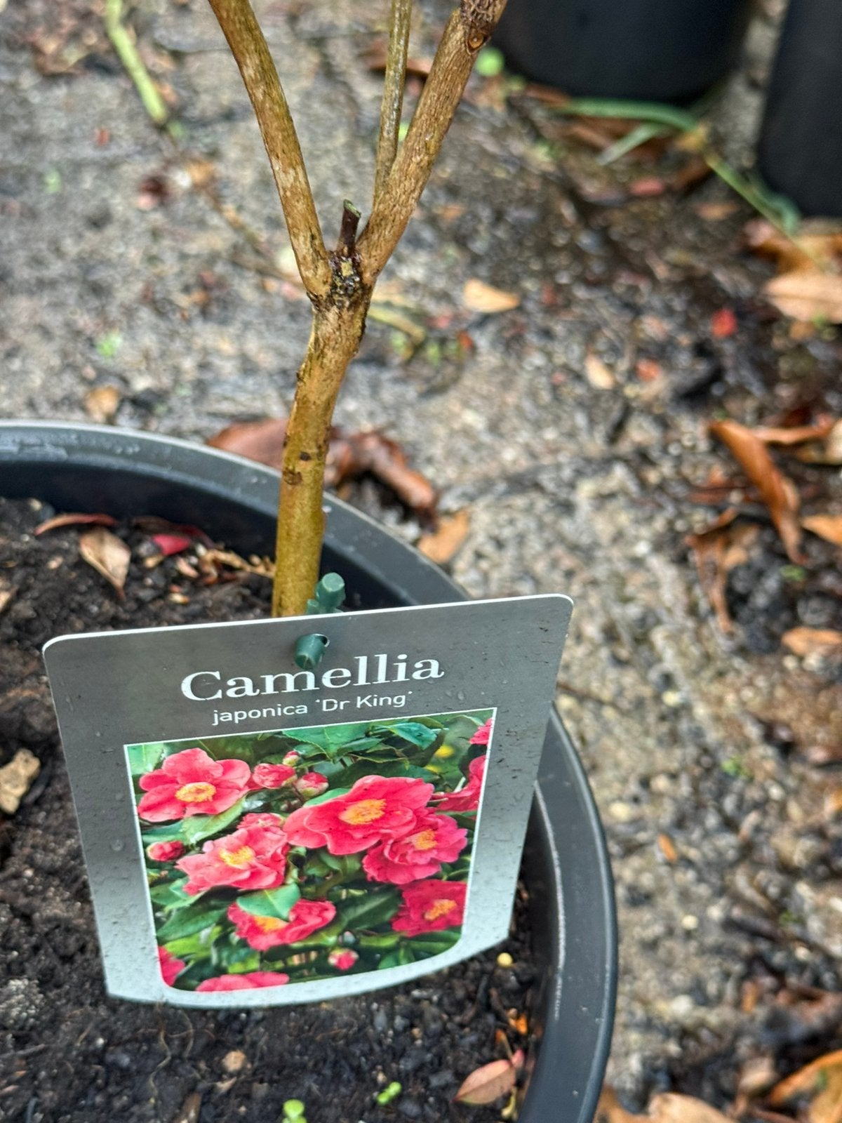Camelia dr king grote plant 150cm nu ruim prijs slechts14,95, Ophalen, Overige soorten, Volle zon
