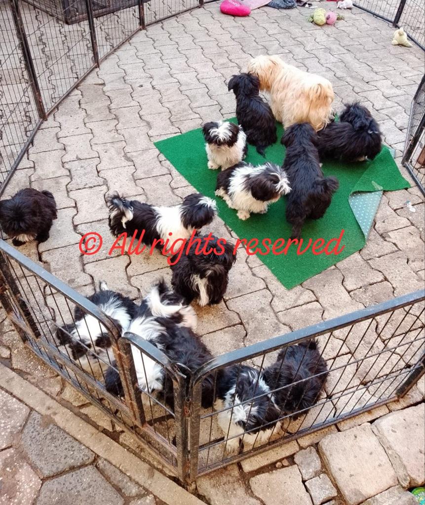 Shih Tzu pups alleen reuen, 15 weken tot 1 jaar, Overige rassen, Parvo, Meerdere