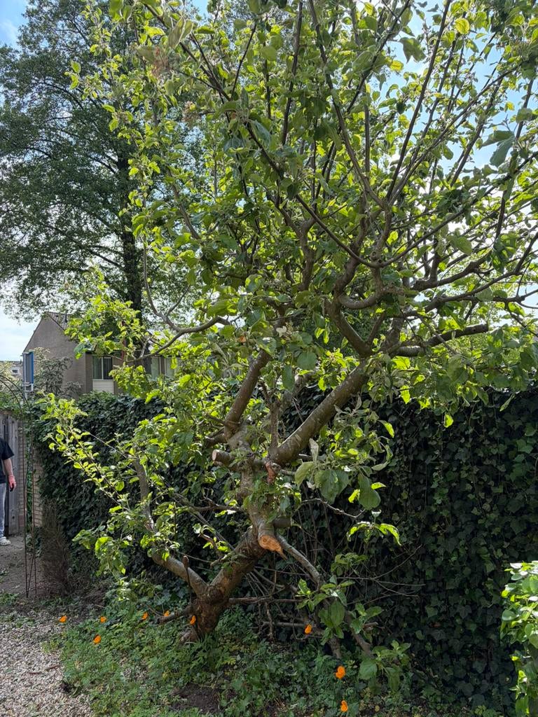 GRATIS APPEL BOOM (zelf uitgraven), Ophalen, Lente, Volle zon, Overige soorten