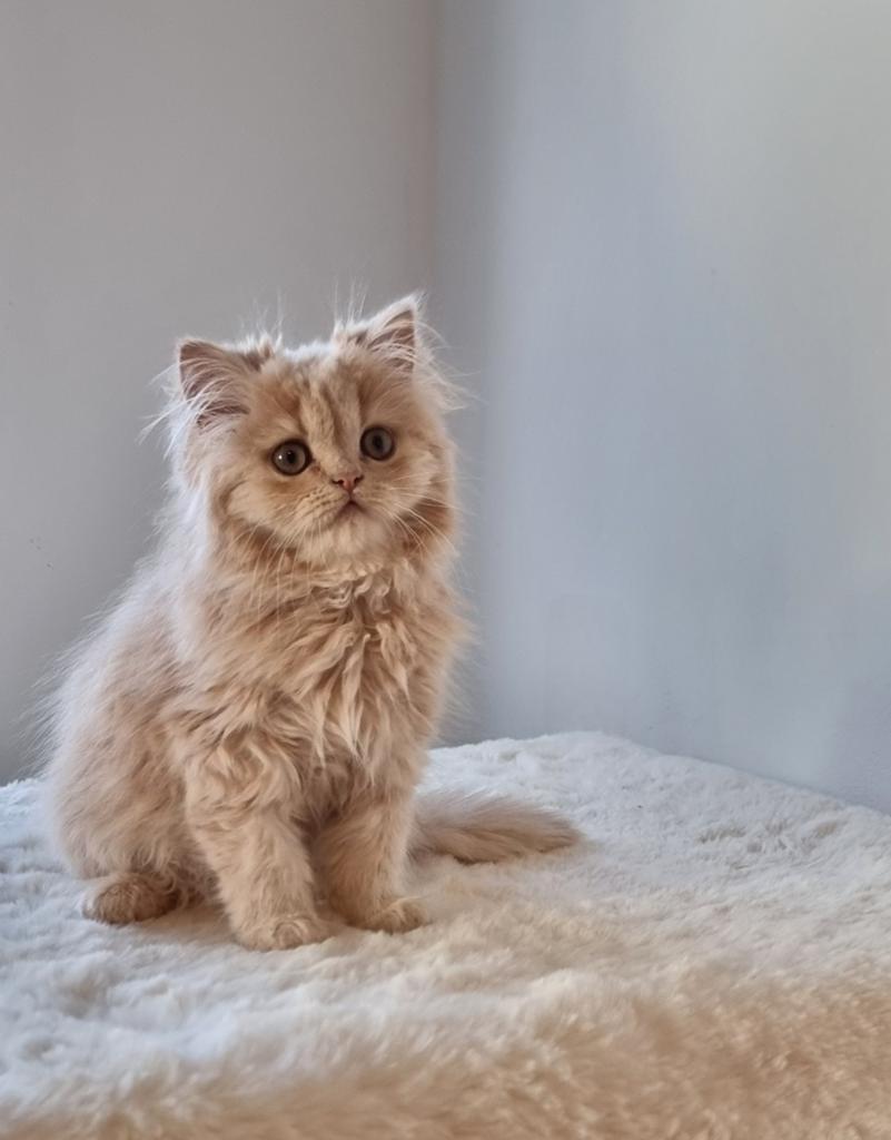 British long-haired kitten, Dieren en Toebehoren, Poes