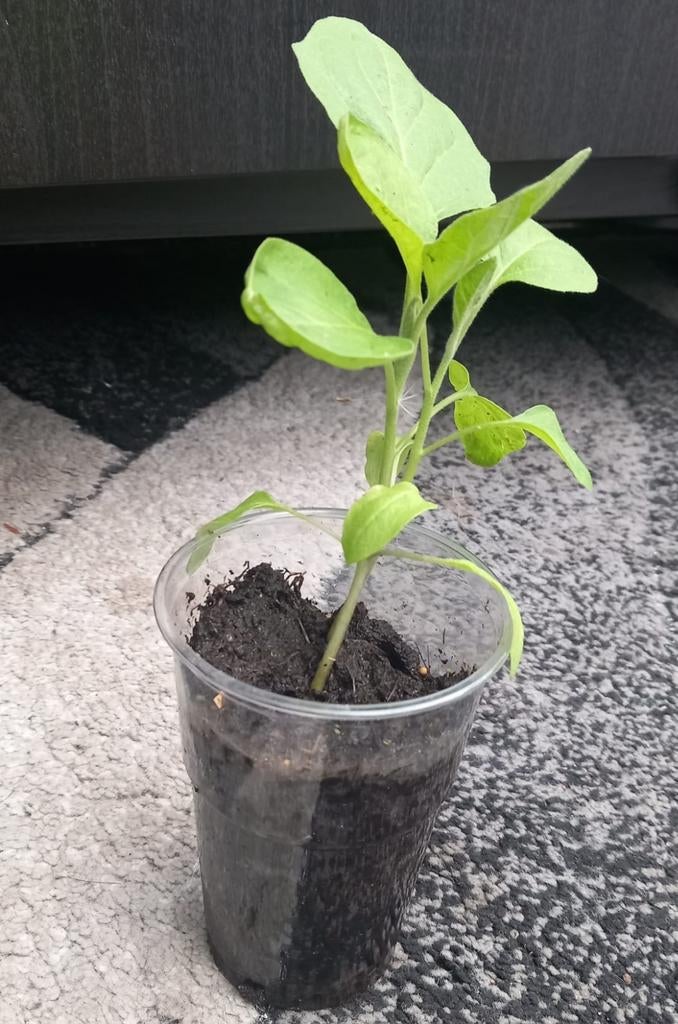 Moestuin planten: Aubergine, Peper & Tomaat, Ophalen, Volle zon, Groenteplanten, Eenjarig