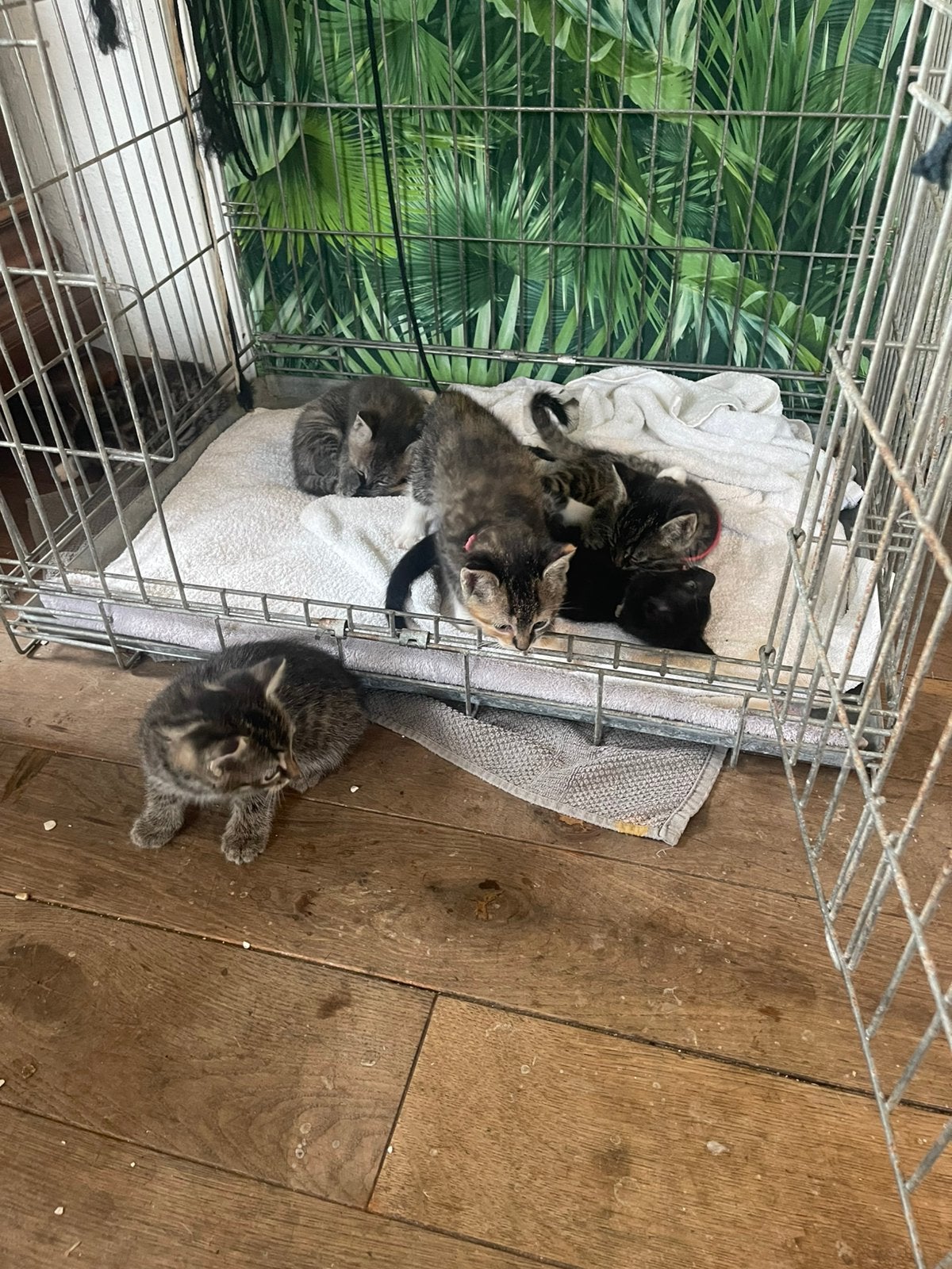 6 gezonde kittens te koop, Dieren en Toebehoren, Meerdere dieren