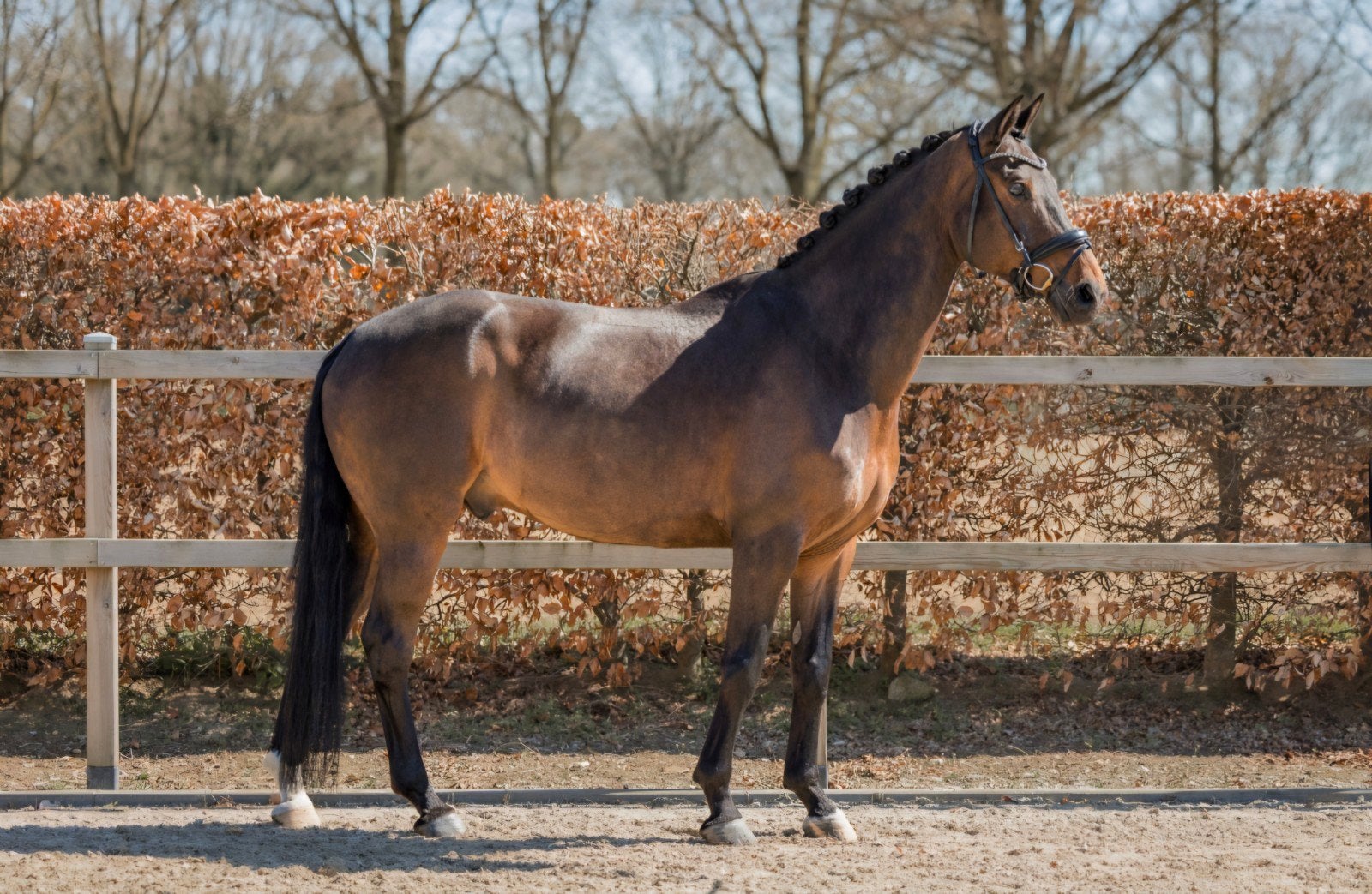 8 jarige ruin (Toto Jr. x Royal Dance), Dieren en Toebehoren, Ruin, Dressuurpaard, 7 tot 10 jaar, 165 tot 170 cm