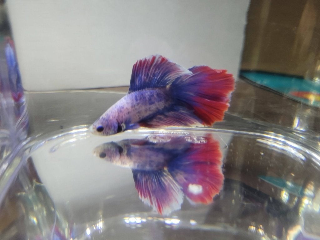 Hobbyaquarium Betta SP Doubletail Male / Siamese Kempvis, Vis, Zoetwatervis, Schoolvis