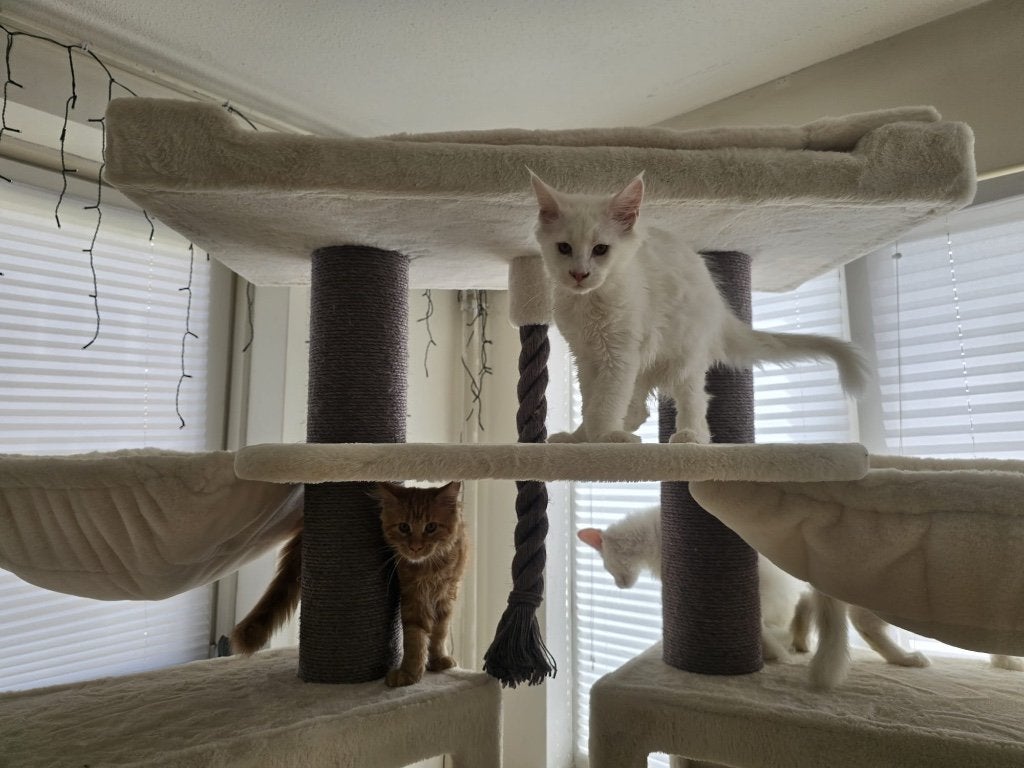 Maine Coon, Meerdere dieren