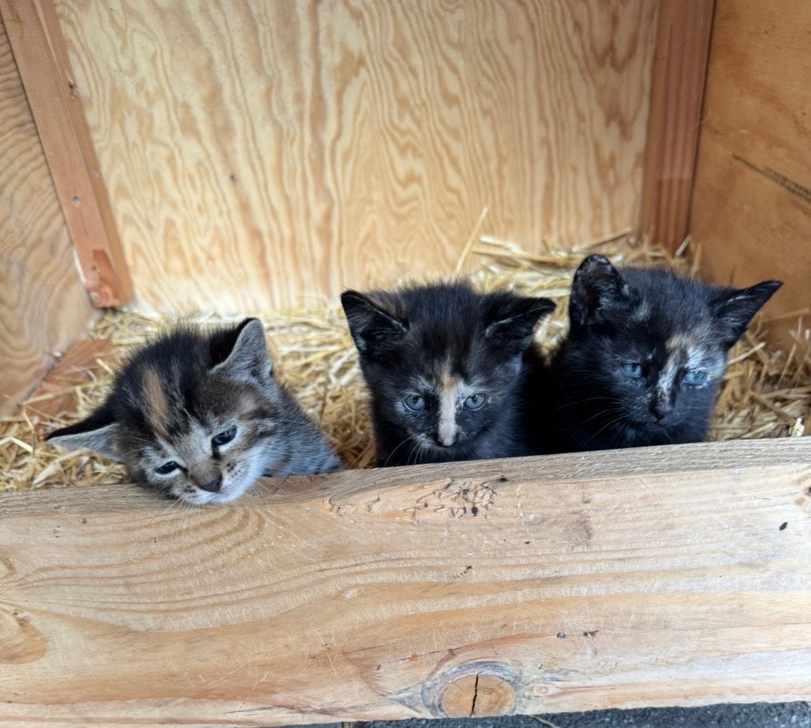 Kittens, Poes, Kortharig, 0 tot 2 jaar