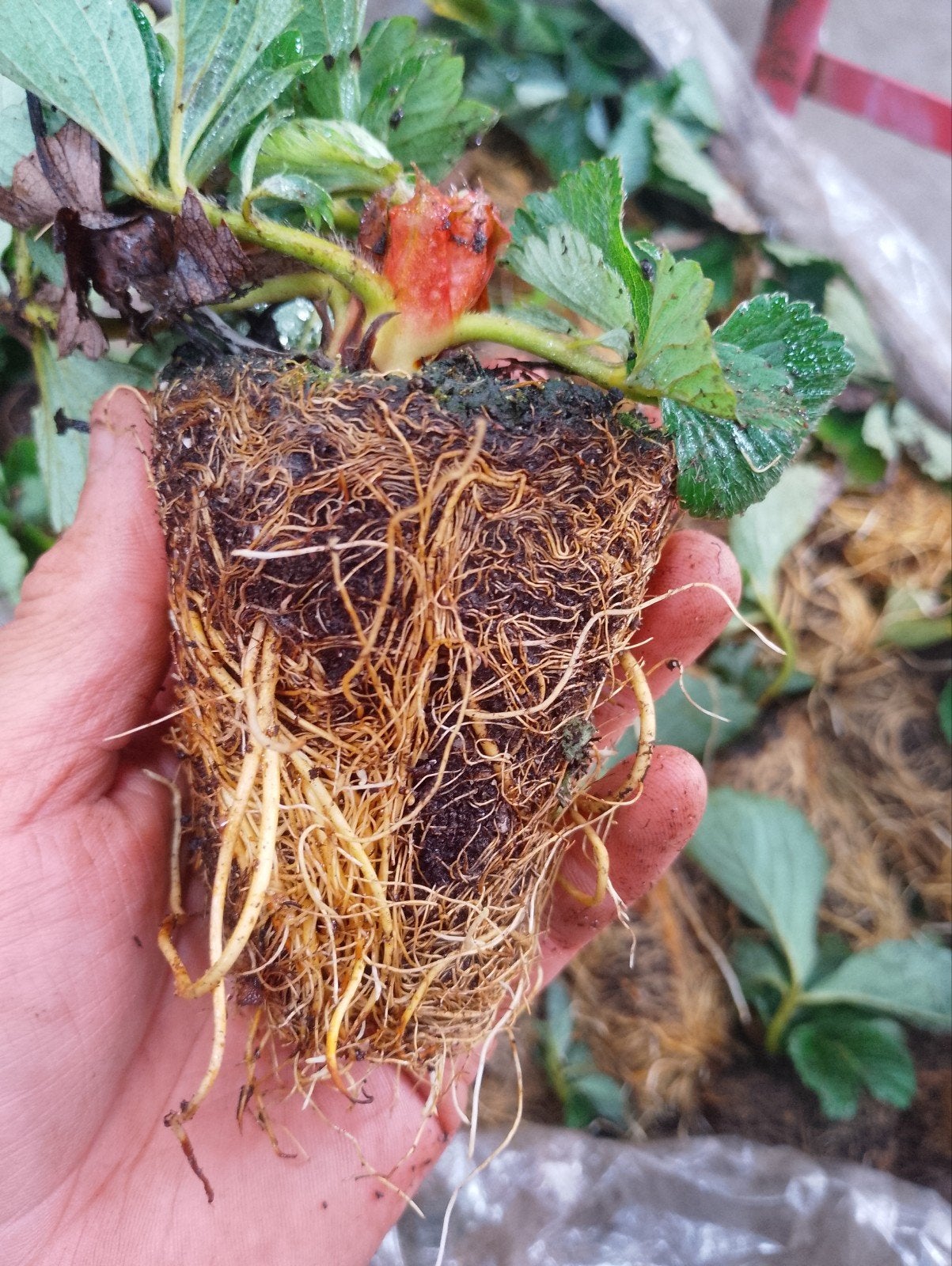Elsanta aardbei trayplanten, Tuin en Terras, Ophalen of Verzenden