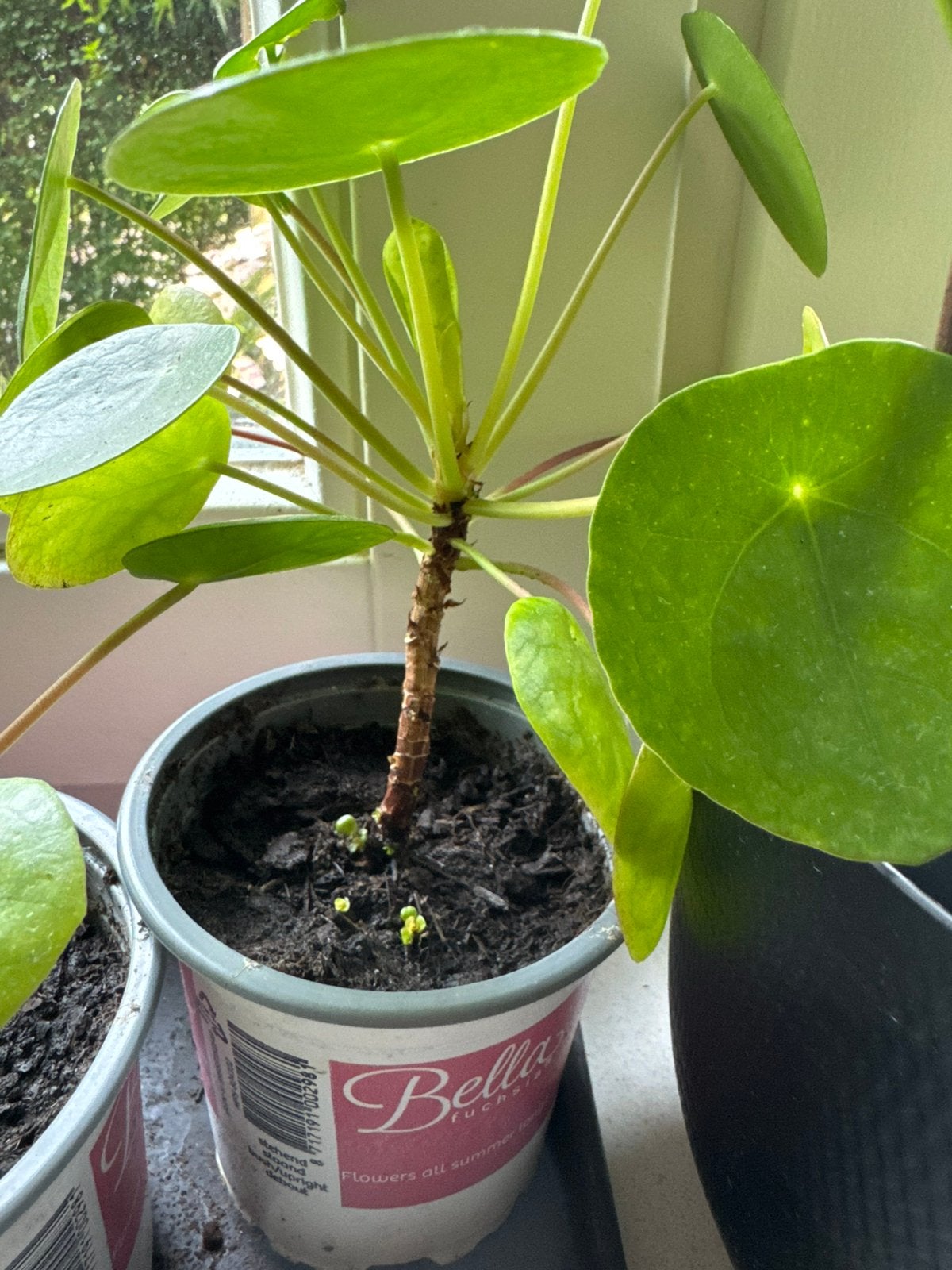 Goed gewortelde Pannenkoekplant (Pilea) stekken 3 voor €2,00, Huis en Inrichting, Kamerplanten, Ophalen, Overige soorten, Halfschaduw