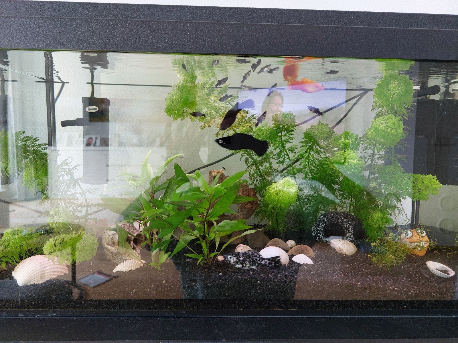 Jonge hoogvinkarper/molly's, Vis
