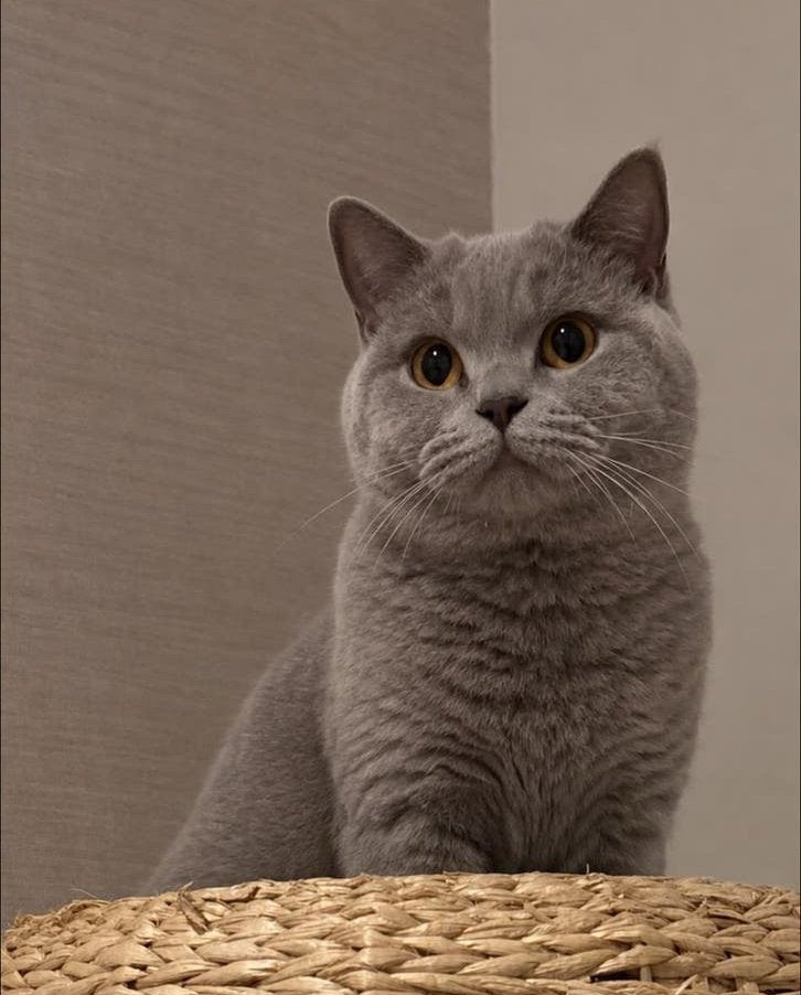 Britse korthaar poes, Poes