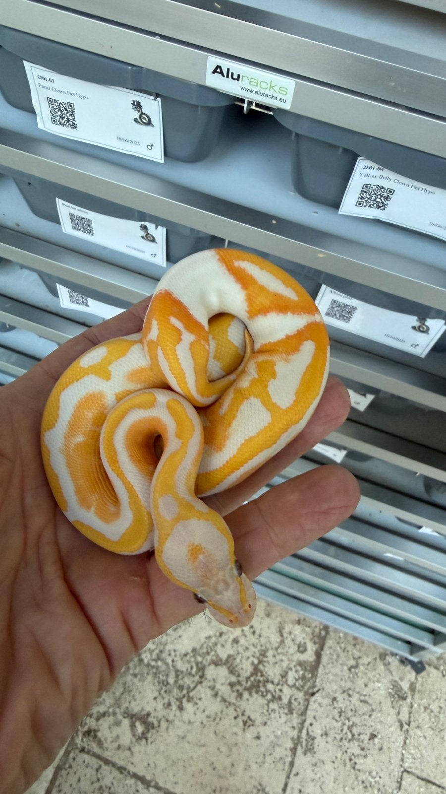Kweek je eigen dreamsicles ball python Ball Python - unknown for sale from Morphisticated Ball Pythons