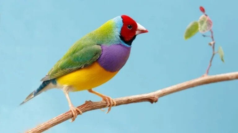 Gouldamadines gezocht, Dieren en Toebehoren, Meerdere dieren, Tropenvogel, Geringd