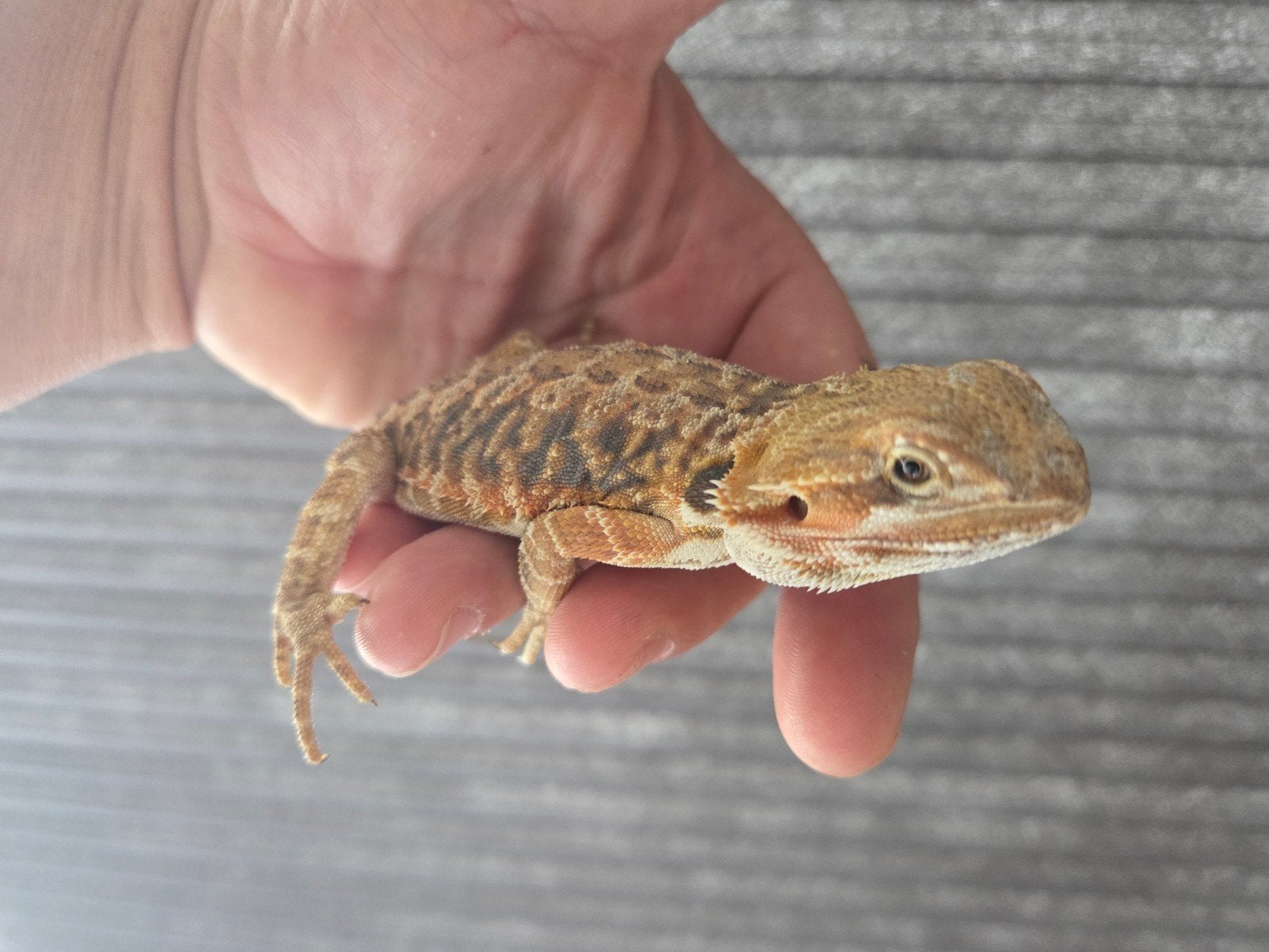 Baardagaam Pogona Vitticeps Red Orange Tiger Bearded Dragon photo 4