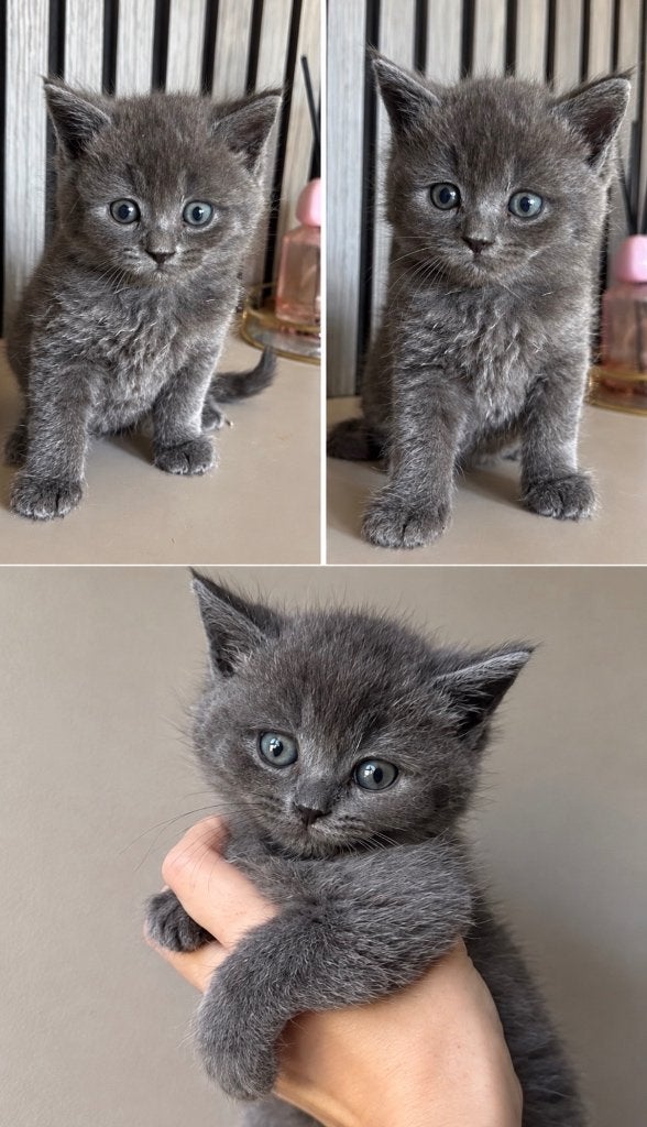 Britse Korthaar Kittens, Meerdere dieren, Met stamboom, 0 tot 2 jaar