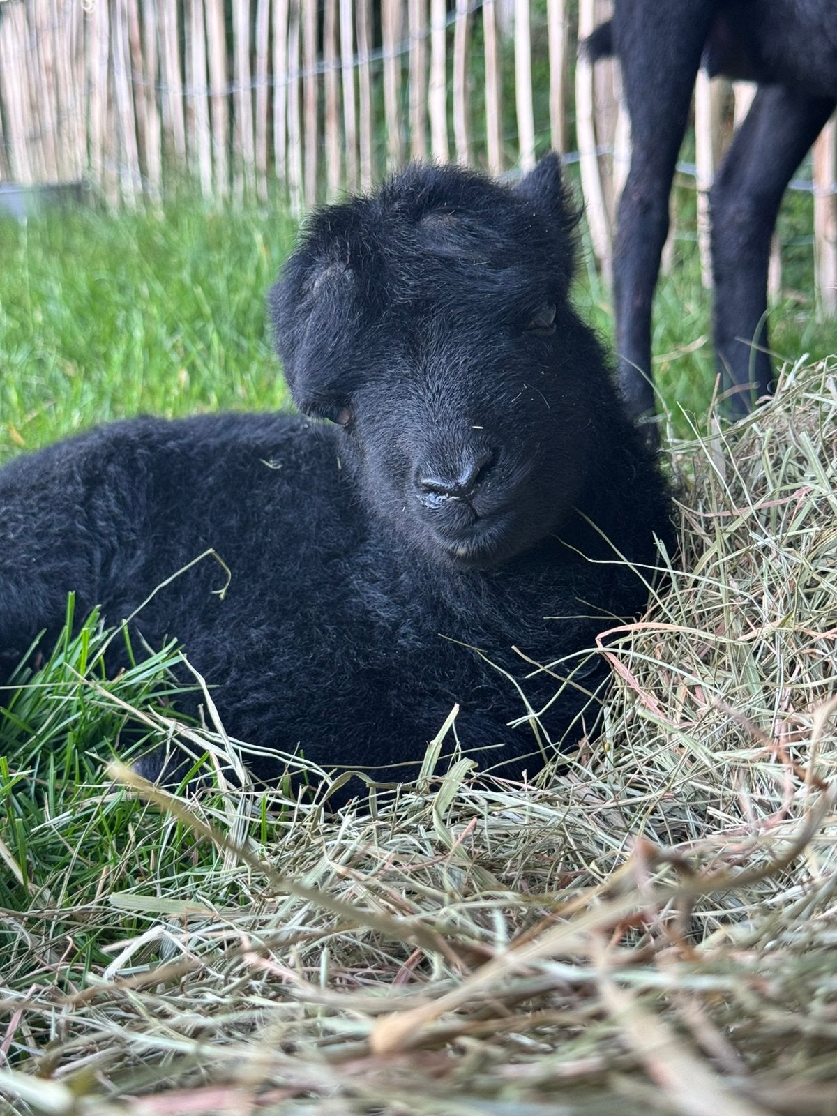 HEBRIDEAN, Mannelijk, Schaap, 0 tot 2 jaar