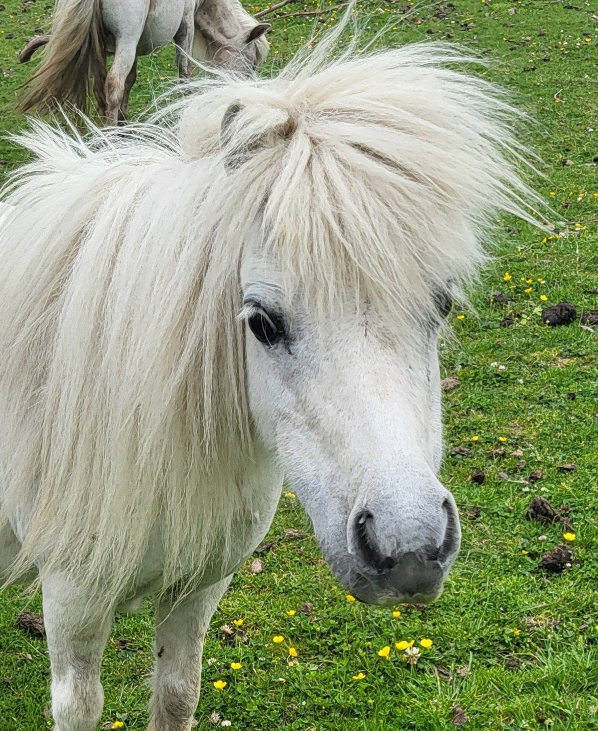 Nog enkele fraaie minipaardjes., Dieren en Toebehoren, Meerdere dieren, A pony (tot 1.17m), 0 tot 2 jaar