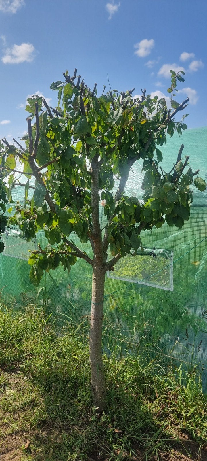 2 pruimenbomen te koop, Ophalen, Volle zon, Overige soorten