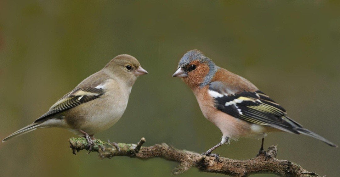 Europese vink pop, Vrouwelijk, Wildzangvogel