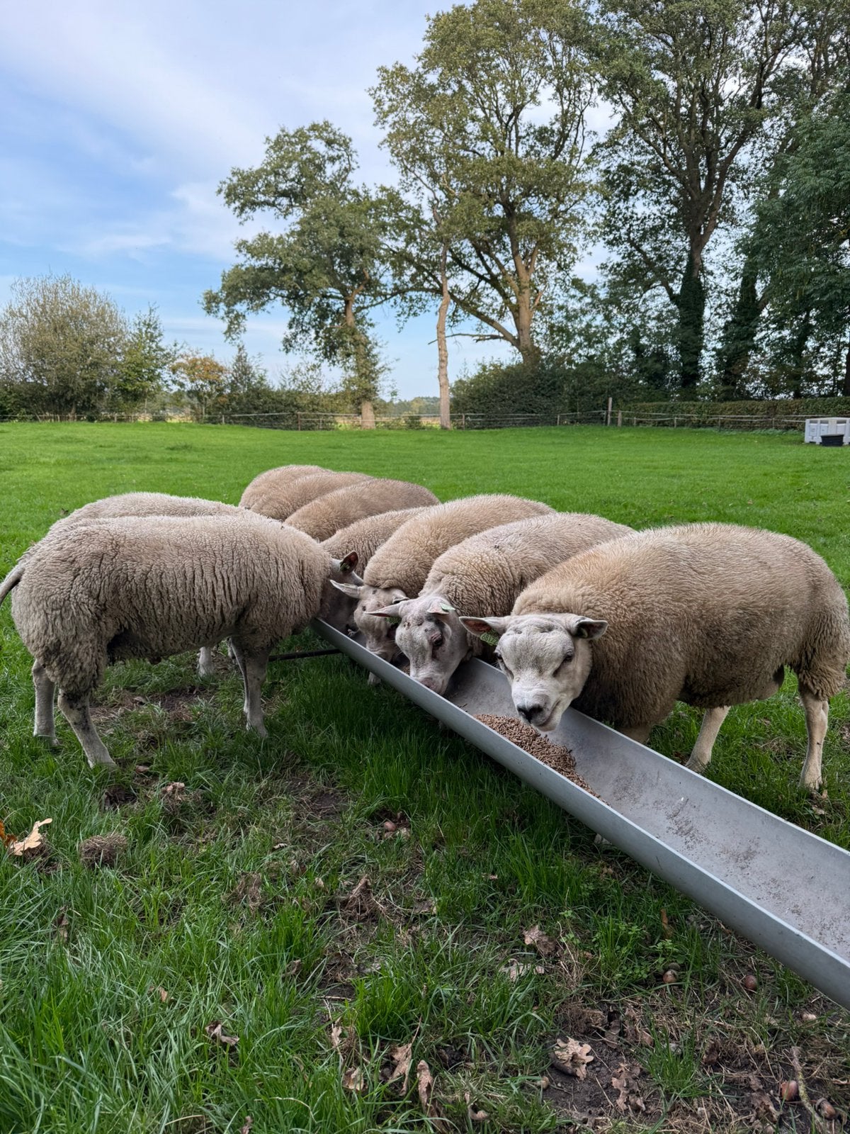 Luxe stamboek texelaar dekrammen, Mannelijk, Schaap, 0 tot 2 jaar