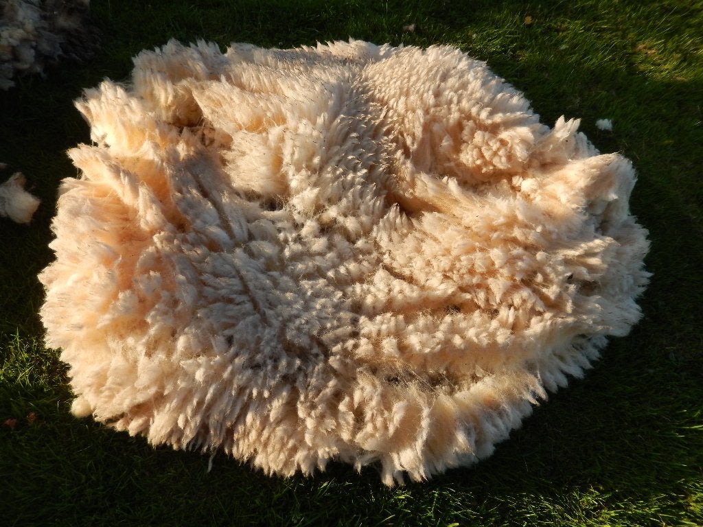 Witte Texelaar schapenwol, schapenvachten, Verzenden, Nieuw, Spinwol