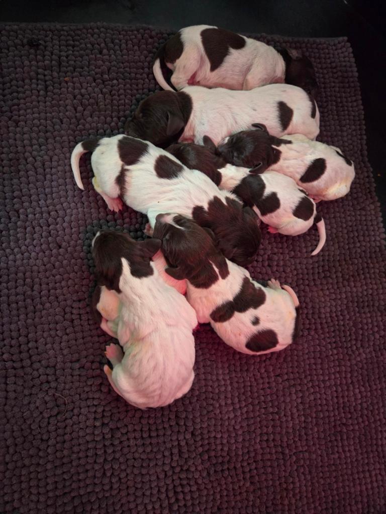 Prachtige duitse staande pups ️, België, Fokker | Hobbymatig, 8 tot 15 weken, Meerdere