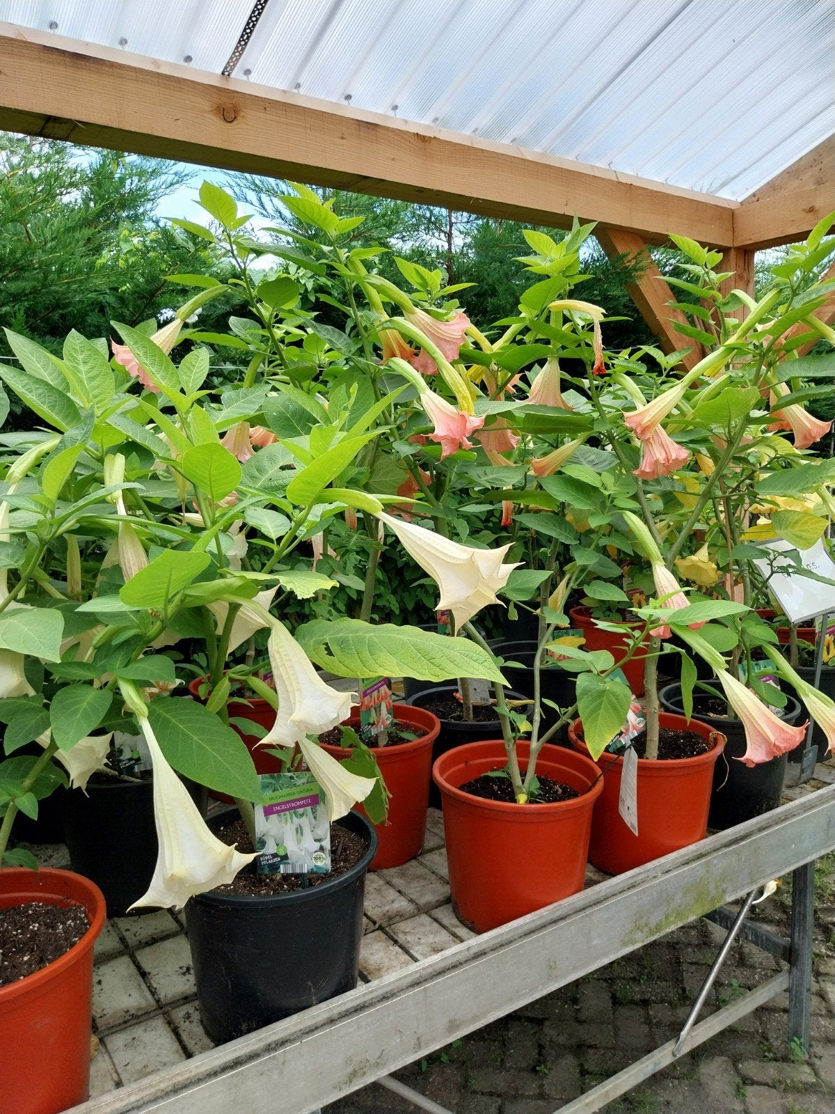 Brugmansia planten - Wit, Geel en Roze, Volle zon, Vaste plant, Zomer, Ophalen
