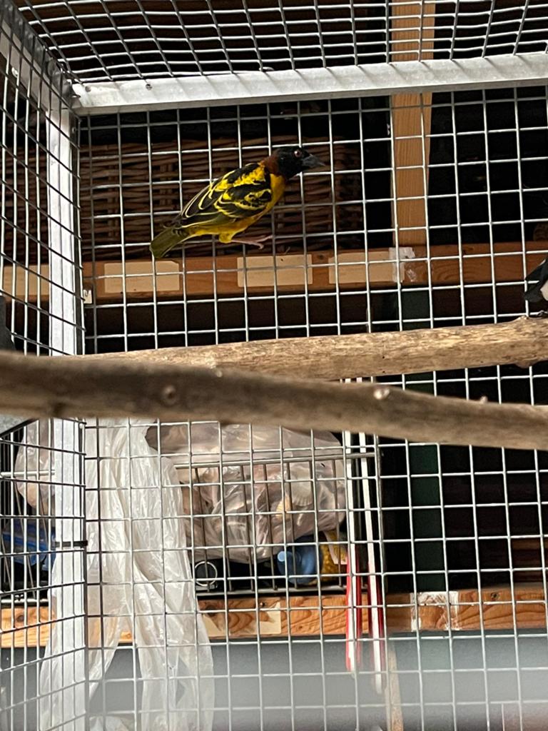 Te koop: textorwever man, Dieren en Toebehoren, Vogels | Overige Vogels, Mannelijk, Tropenvogel