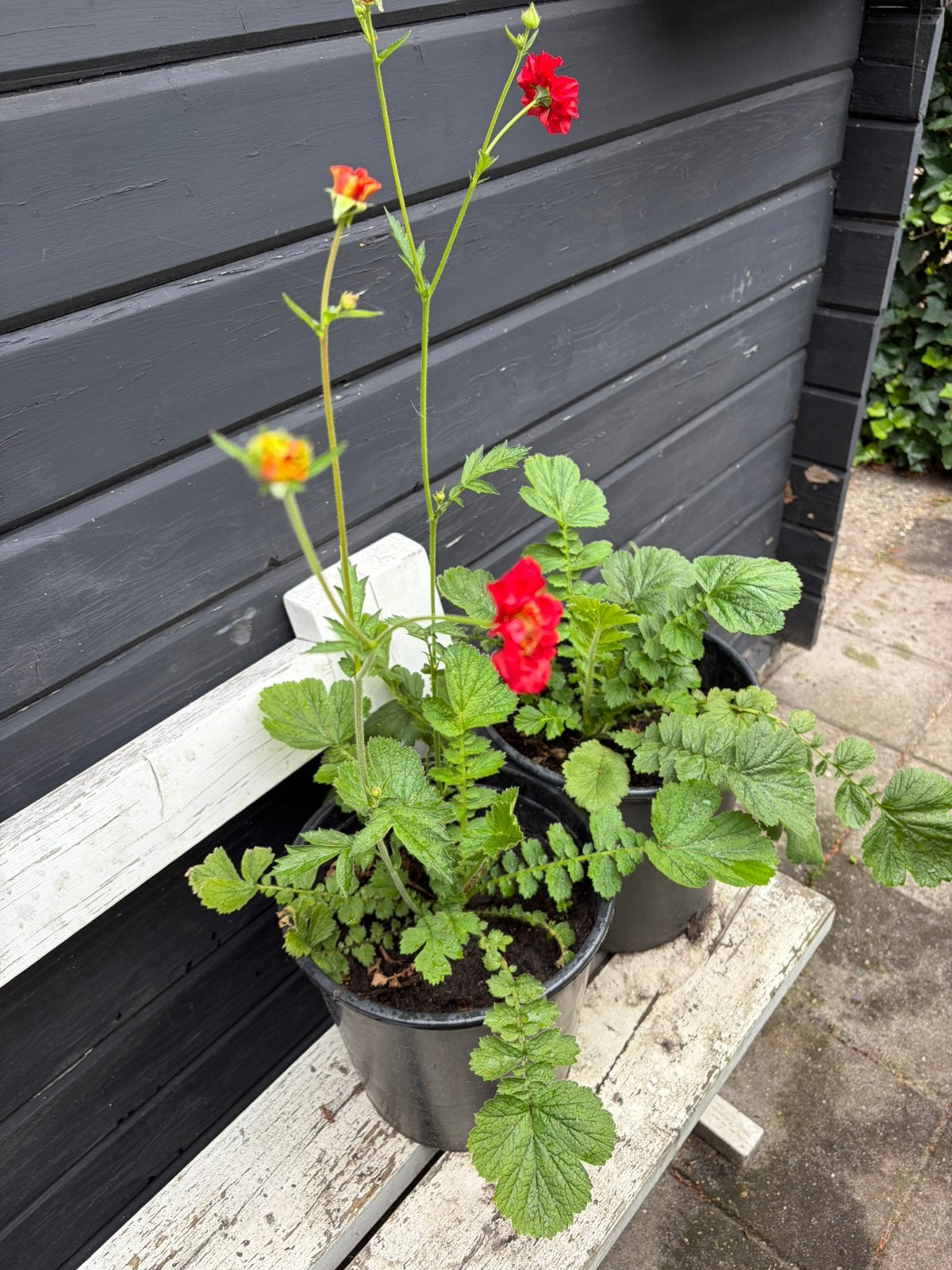 2 mooie nagelkruidplanten, Tuin en Terras, Planten | Tuinplanten, Vaste plant, Halfschaduw, Zomer, Ophalen