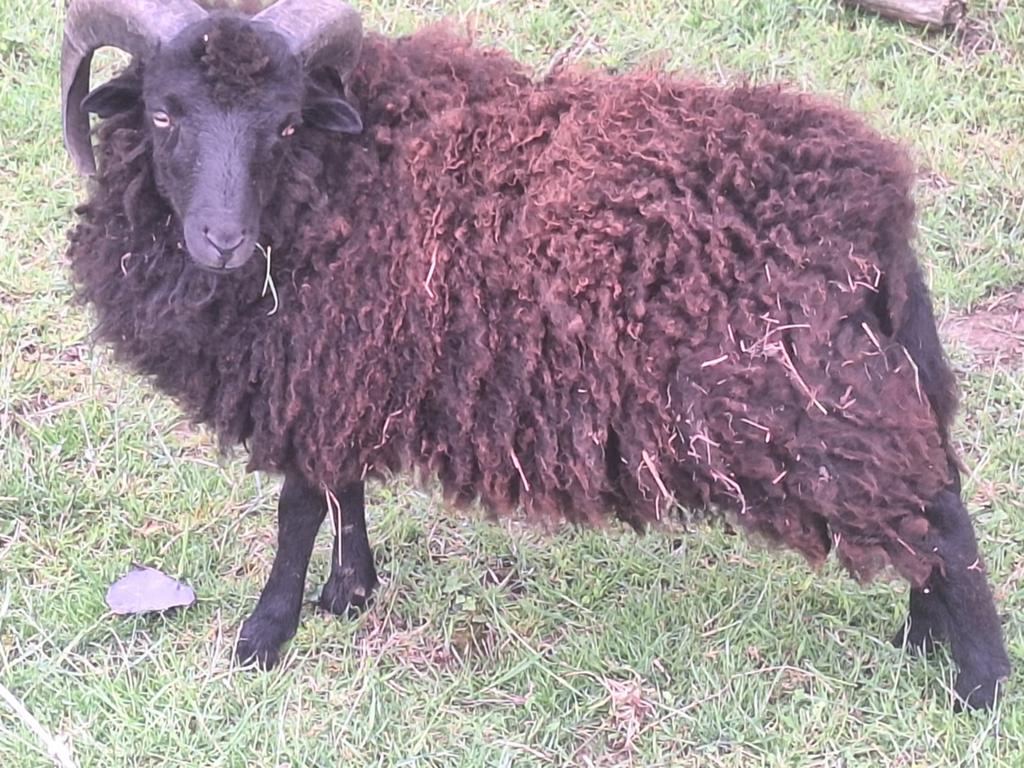 Gratis Quessant ramlam 1 jaar, Dieren en Toebehoren, Schapen, Geiten en Varkens, Mannelijk, Schaap, 0 tot 2 jaar