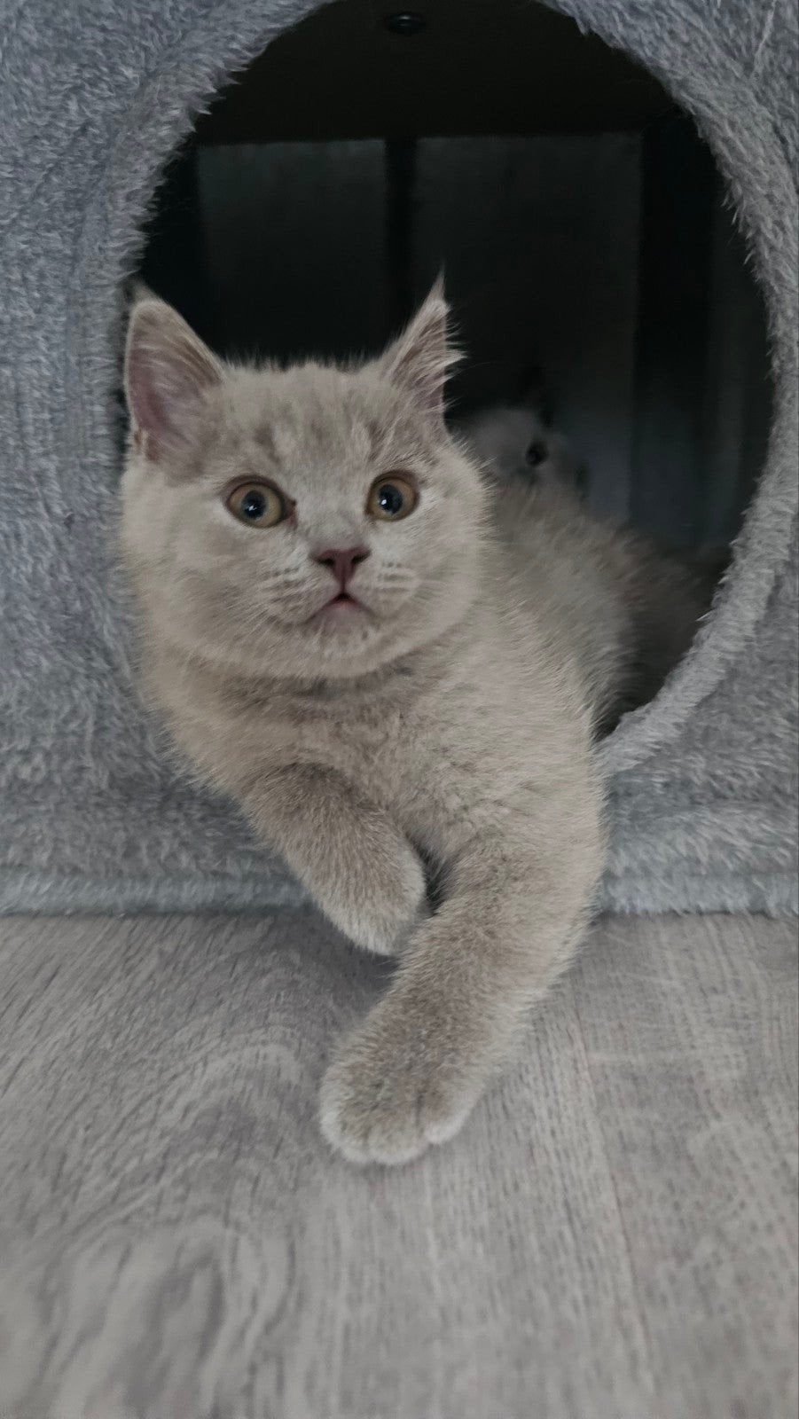 britse korthaar kittens, Dieren en Toebehoren, Meerdere dieren