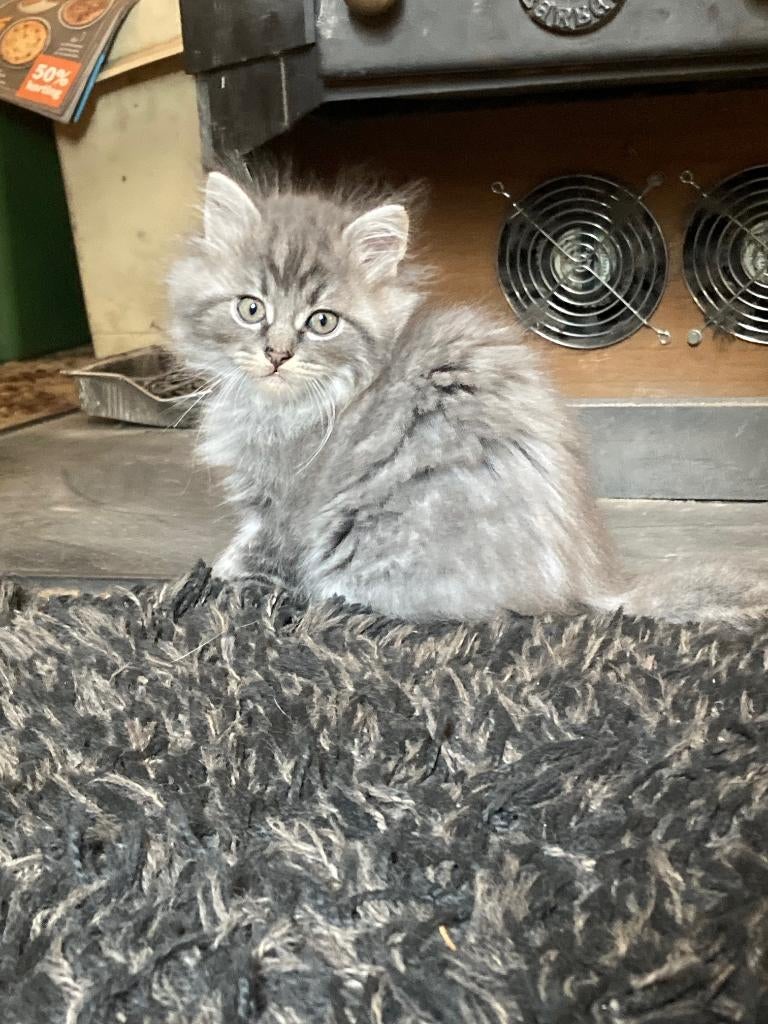Kittens kruising Ragdoll-Maine Coon, Dieren en Toebehoren, Katten en Kittens | Raskatten | Langhaar, Meerdere dieren, Gechipt
